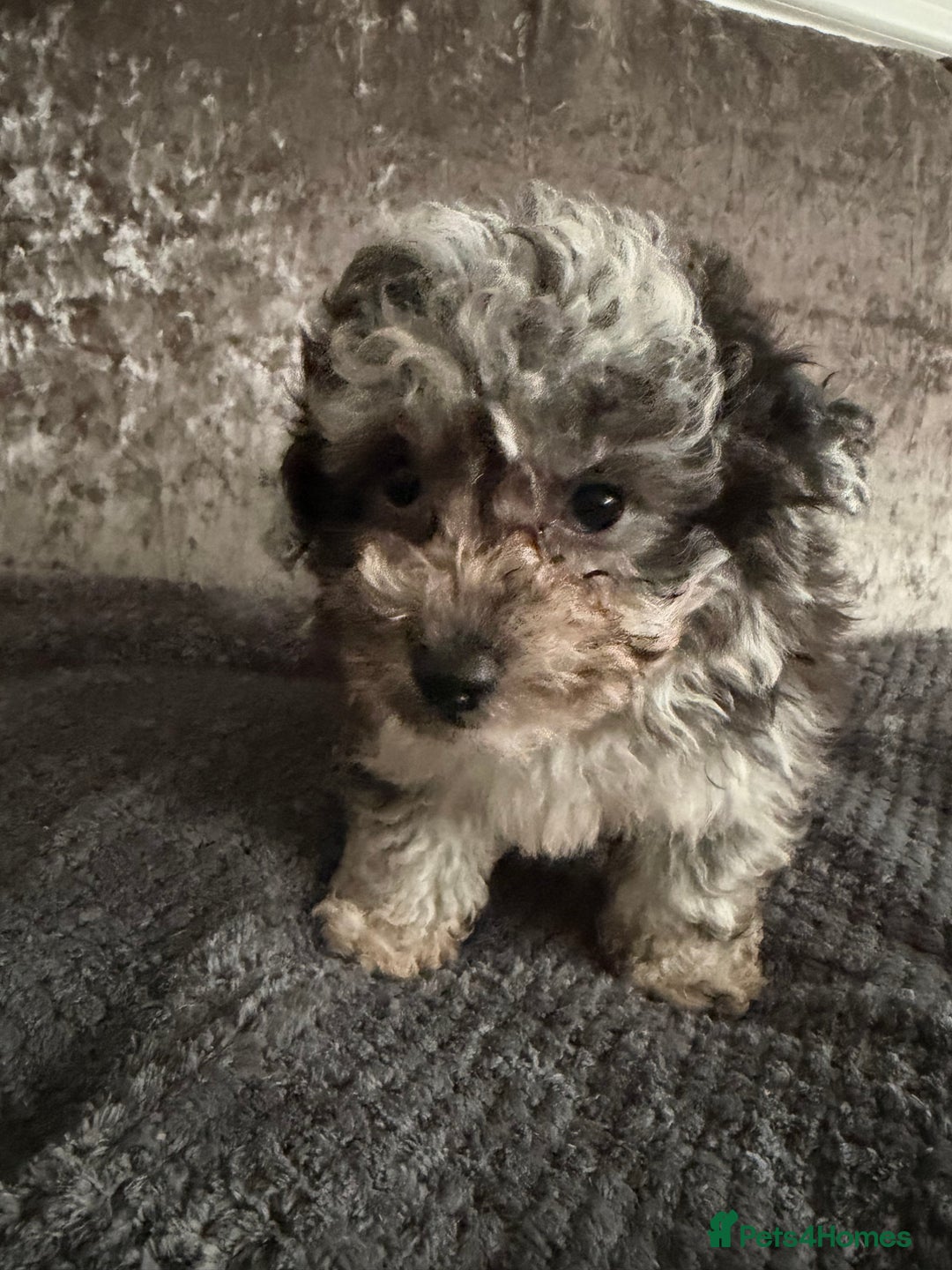 Maltipoo dogs for sale: F1 MALTIPOO PUPS - Advert 6