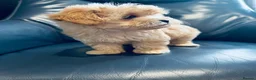 Maltipoo dogs for sale: Miniature Maltipoo Puppies - Advert 6