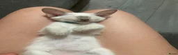 Siamese cats for sale: 1 boy left Full Siamese lilac point ready to go - Advert 2