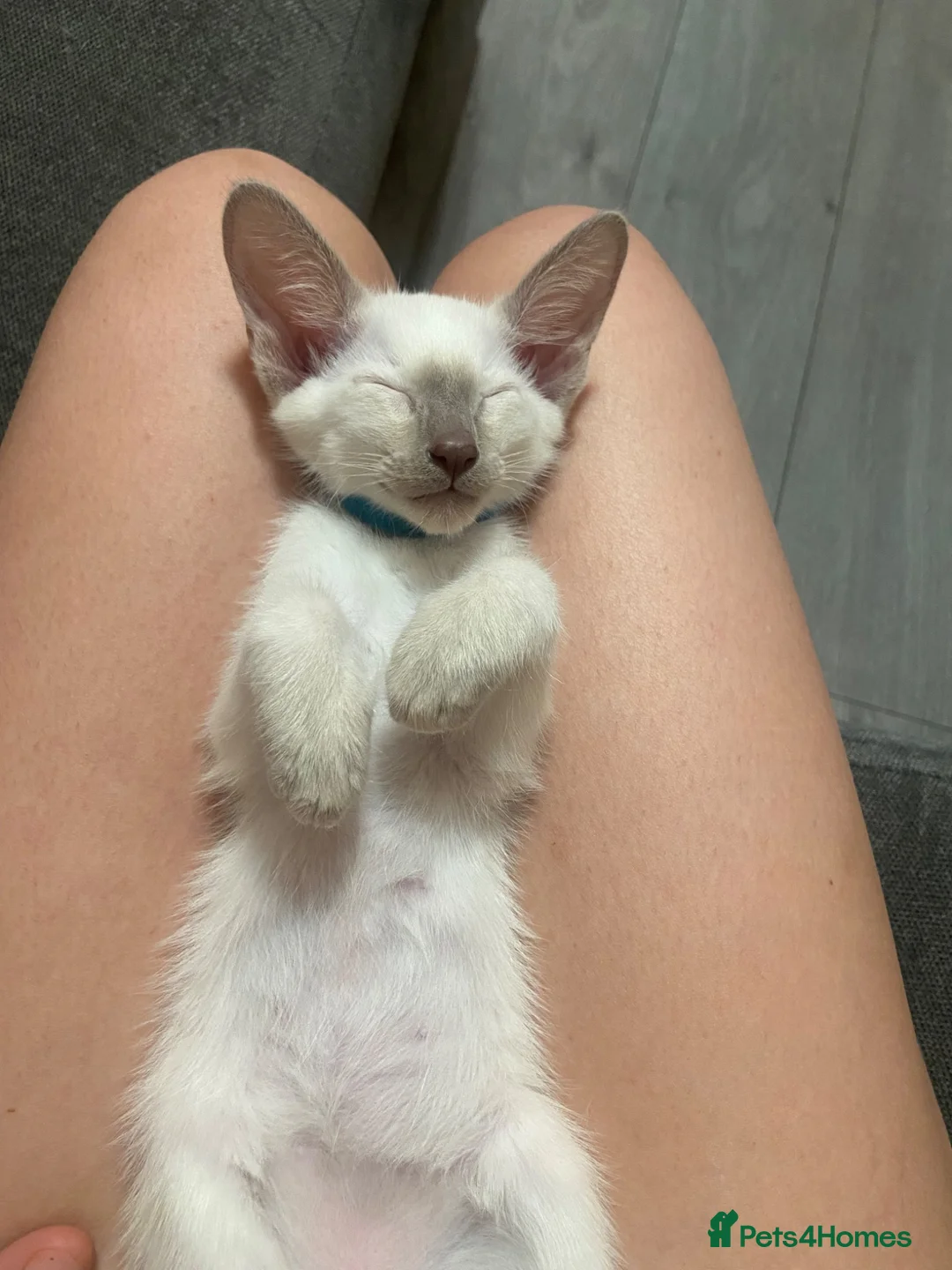 Siamese cats for sale: 1 boy left Full Siamese lilac point ready to go - Advert 2