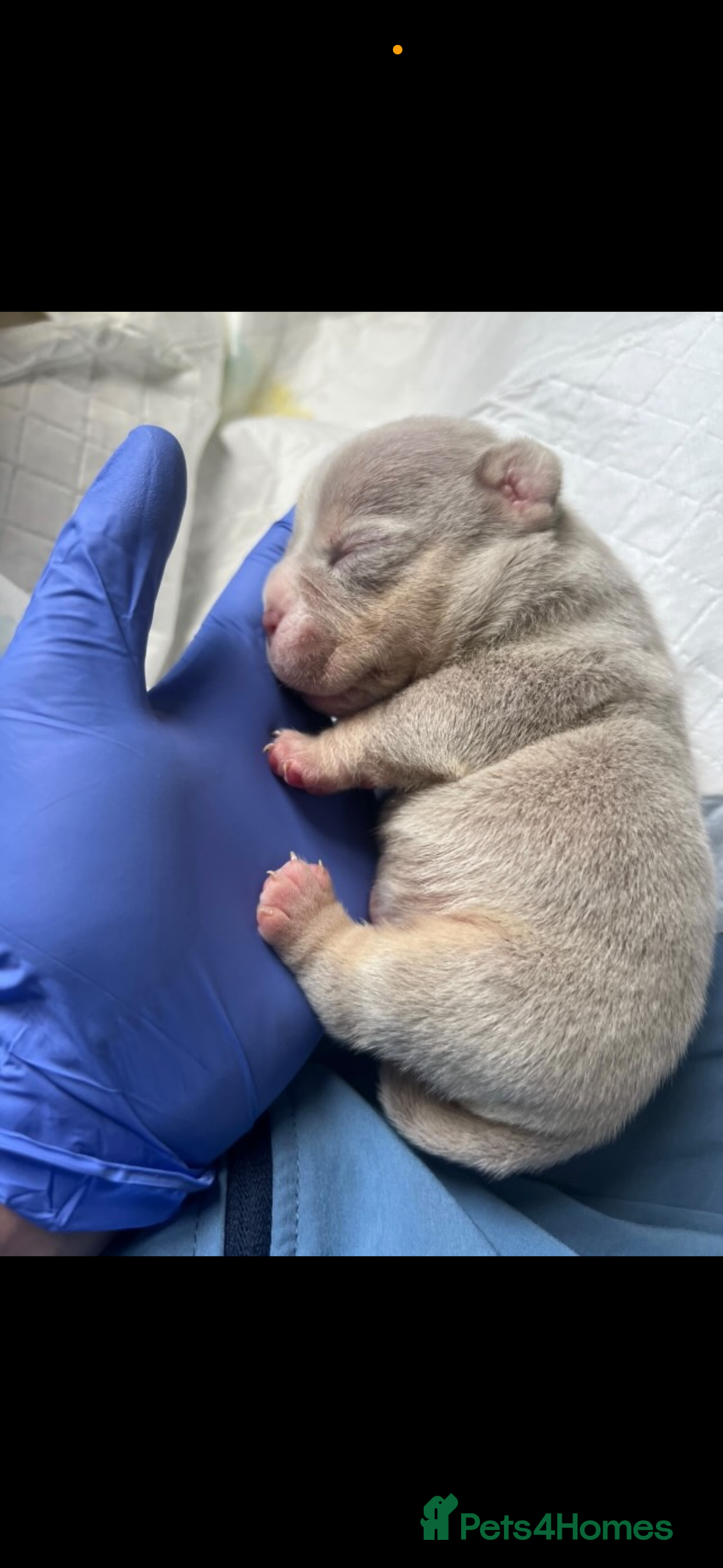 American Bully dogs for sale: Micro exotic bully’s  - Image 9