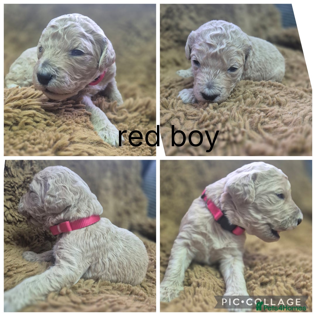Labradoodle dogs for sale: Labradoodle muti gen f1bb - Image 7