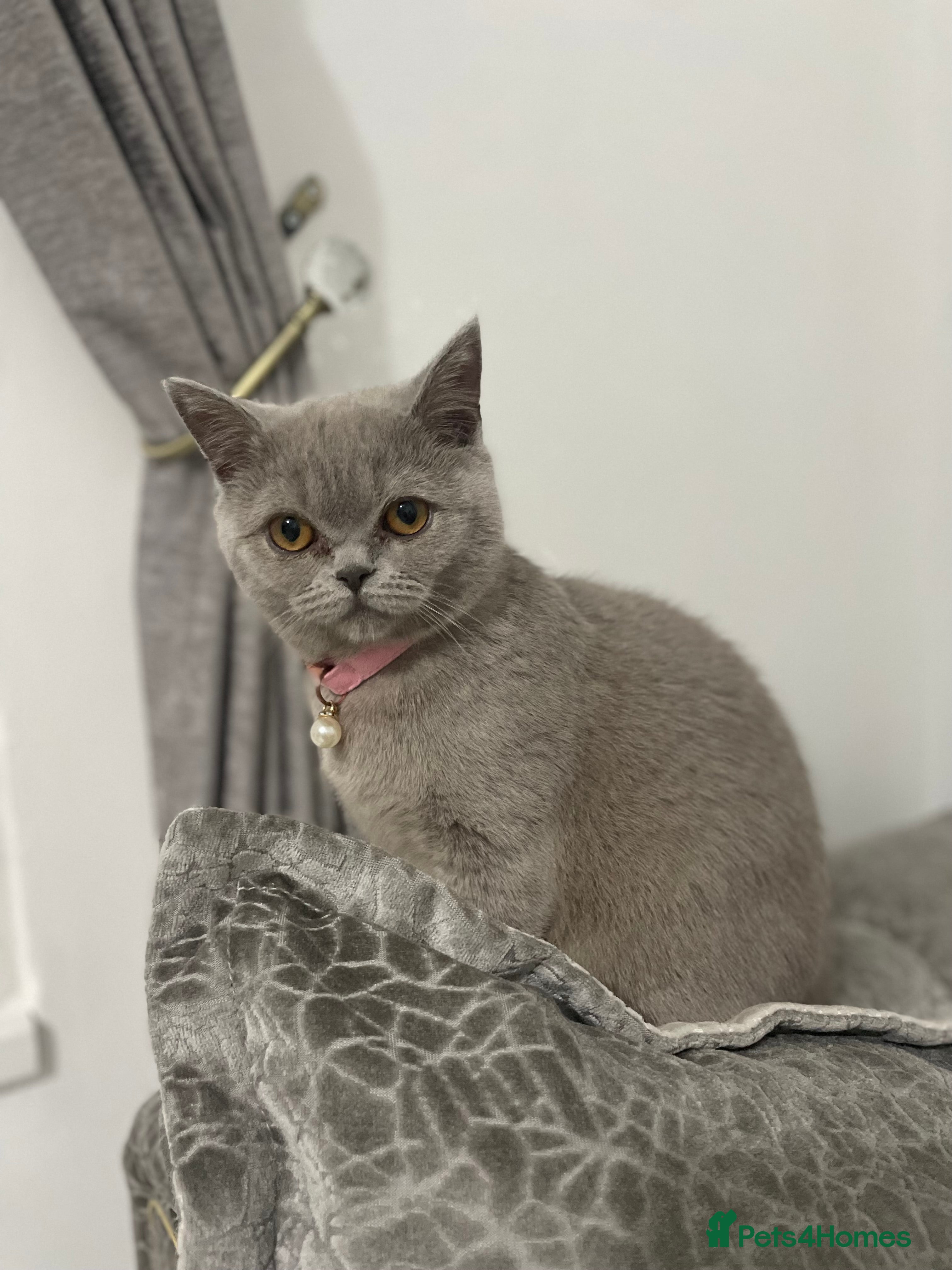 British Shorthair cats Female British Shorthair - Advert 15