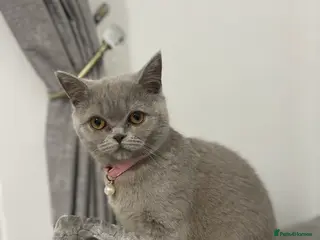 British Shorthair cats Female British Shorthair - Advert 15