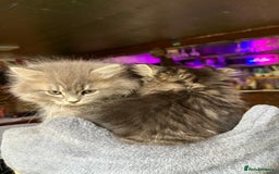 Mixed Breed cats for sale: Kitten for sale, mixed race, Scottish fold mother  - Image 4