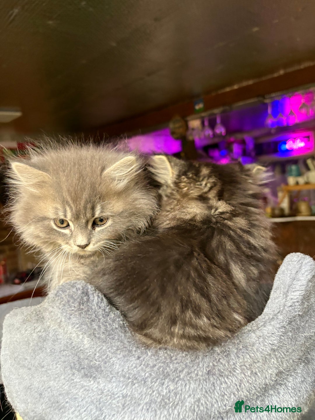 Mixed Breed cats for sale: Kitten for sale, mixed race, Scottish fold mother  - Image 4