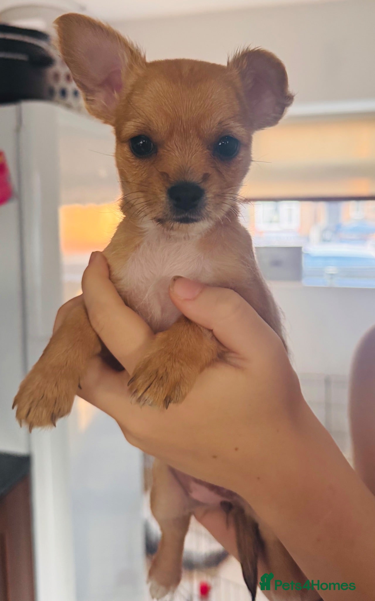 Pomchi dogs Pomchi puppies - Advert 14
