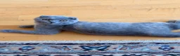 Scottish Fold cats for sale: Luxury Scottish folded NY12 ready to going.  - Advert 1