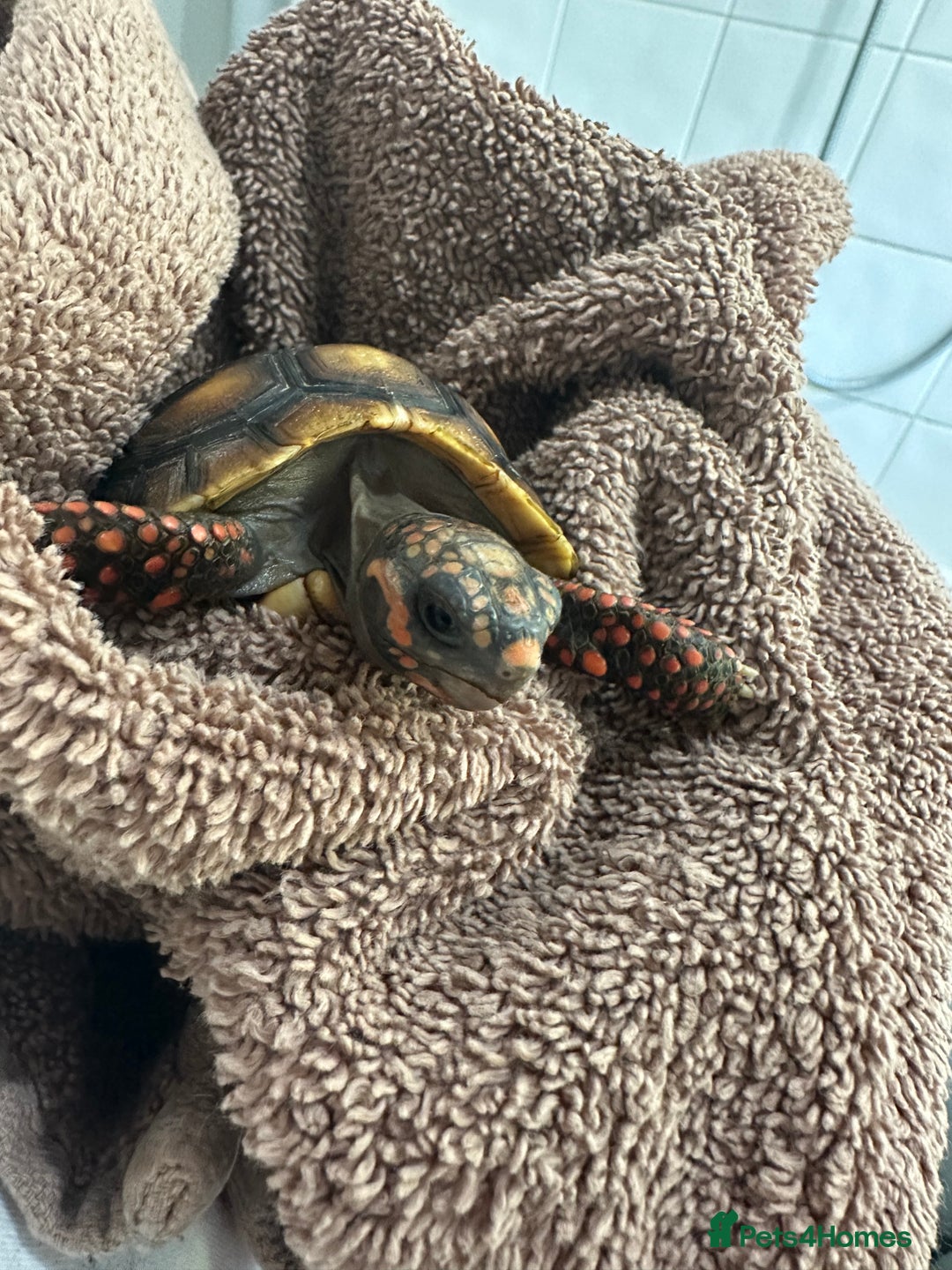 Tortoise reptiles for sale: Redfoot tortoise for rehoming - Advert 2