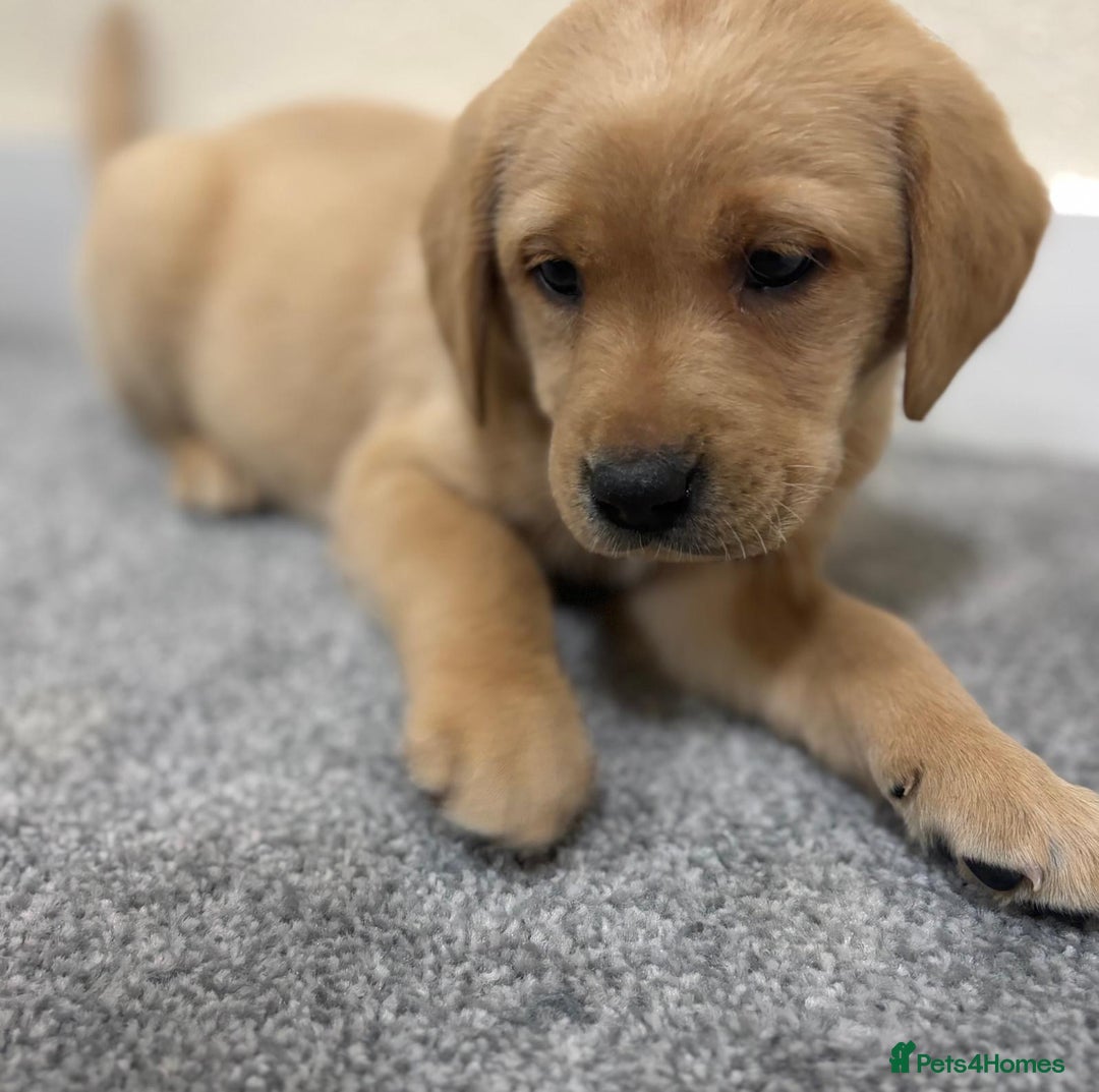 Labrador Retriever dogs for sale: Labrador puppies - Advert 25