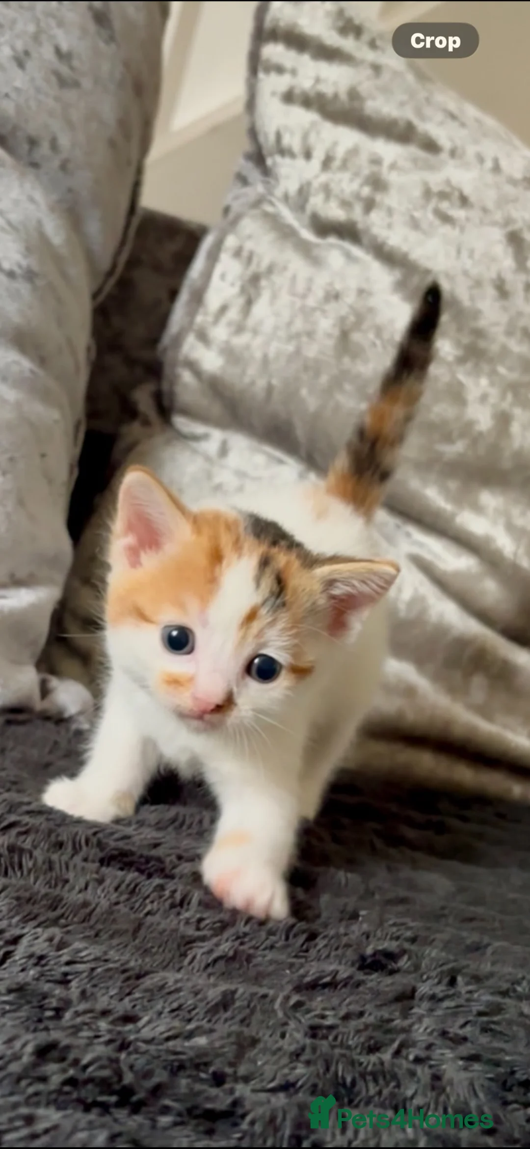 British Shorthair cats for sale: Calico kittens  in Rowlands Gill - Advert 2