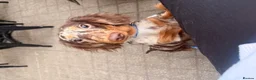 Miniature Dachshund dogs for sale: Lovely Tan Dapple, Miniature Dachshund, F, REHOME - Advert 1