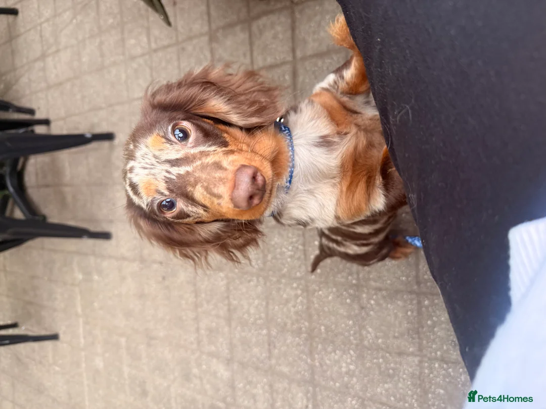 Miniature Dachshund dogs for sale: Lovely Tan Dapple, Miniature Dachshund, F, REHOME - Advert 1