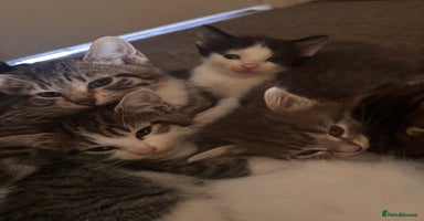 Mixed Breed cats - Advert 2