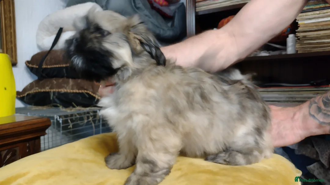 Lhasa Apso dogs for sale: 6 Lhasa Apso Puppies ready to leave now! - Advert 2