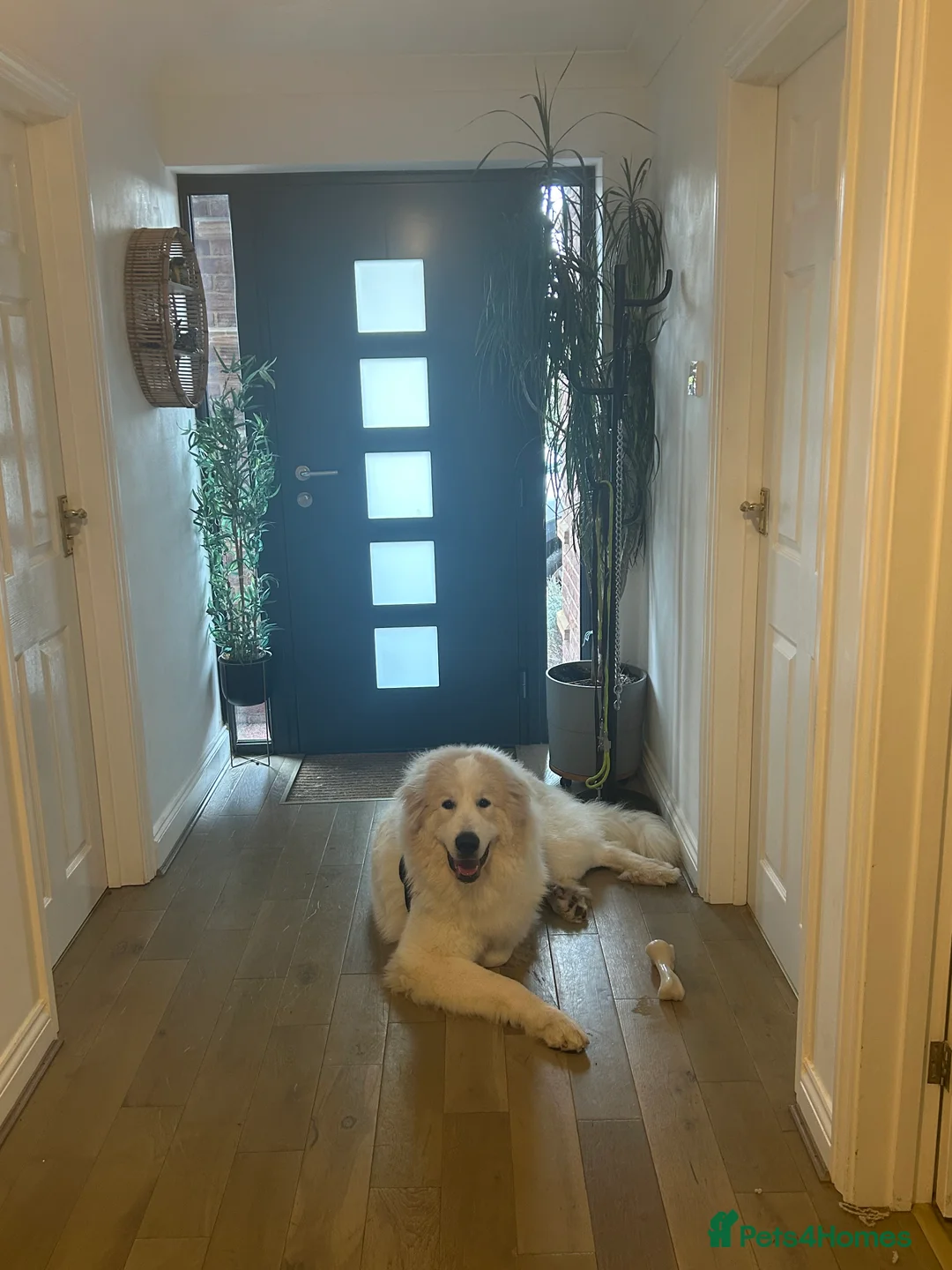Pyrenean Mountain Dog dogs for sale: 9 Months Old Pyrenees - Advert 1