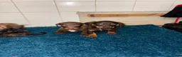 Dachshund dogs for sale: Miniature dachshund - Advert 11