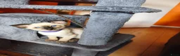 Siamese cats for sale: Gorgeous Siamese kittens!!! - Advert 21