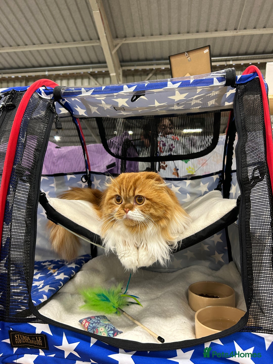 Scottish Fold cats for stud: RoyalOwl Yoshi: Scottish Fold Longhair Stud  in Banbury - Image 14