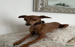 Italian Greyhound dogs for stud: Stud dog . Beautiful Italian greyhound  - Advert 7