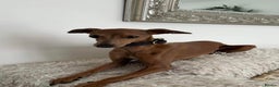 Italian Greyhound dogs for stud: PROVEN Stud dog . Beautiful Italian greyhound  - Advert 7