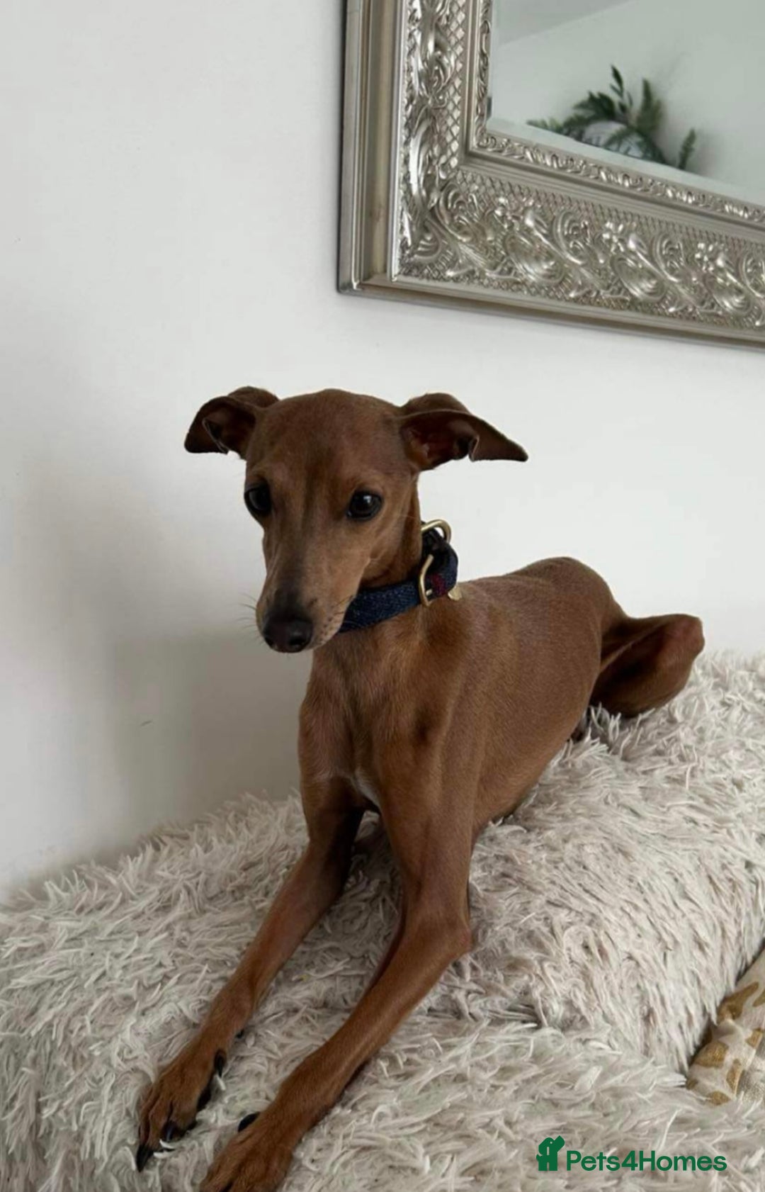 Italian Greyhound dogs for stud: Stud dog . Beautiful Italian greyhound  - Advert 7