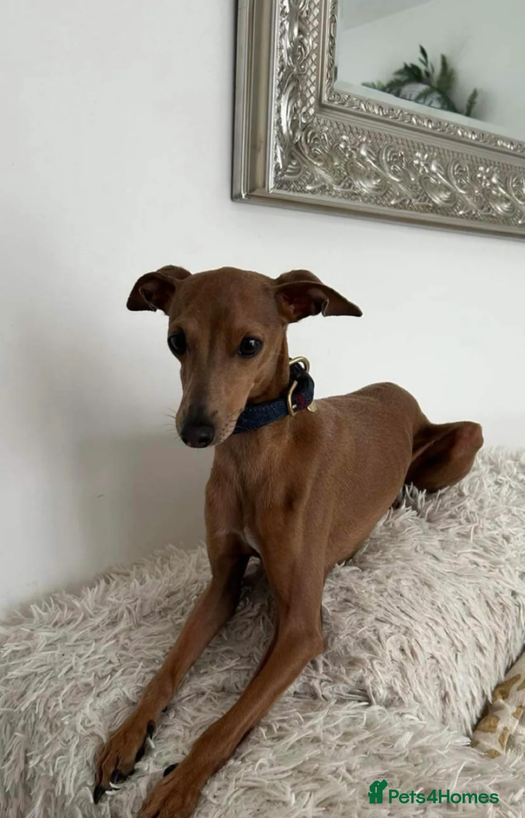 Italian Greyhound dogs for stud: PROVEN Stud dog . Beautiful Italian greyhound  - Advert 7