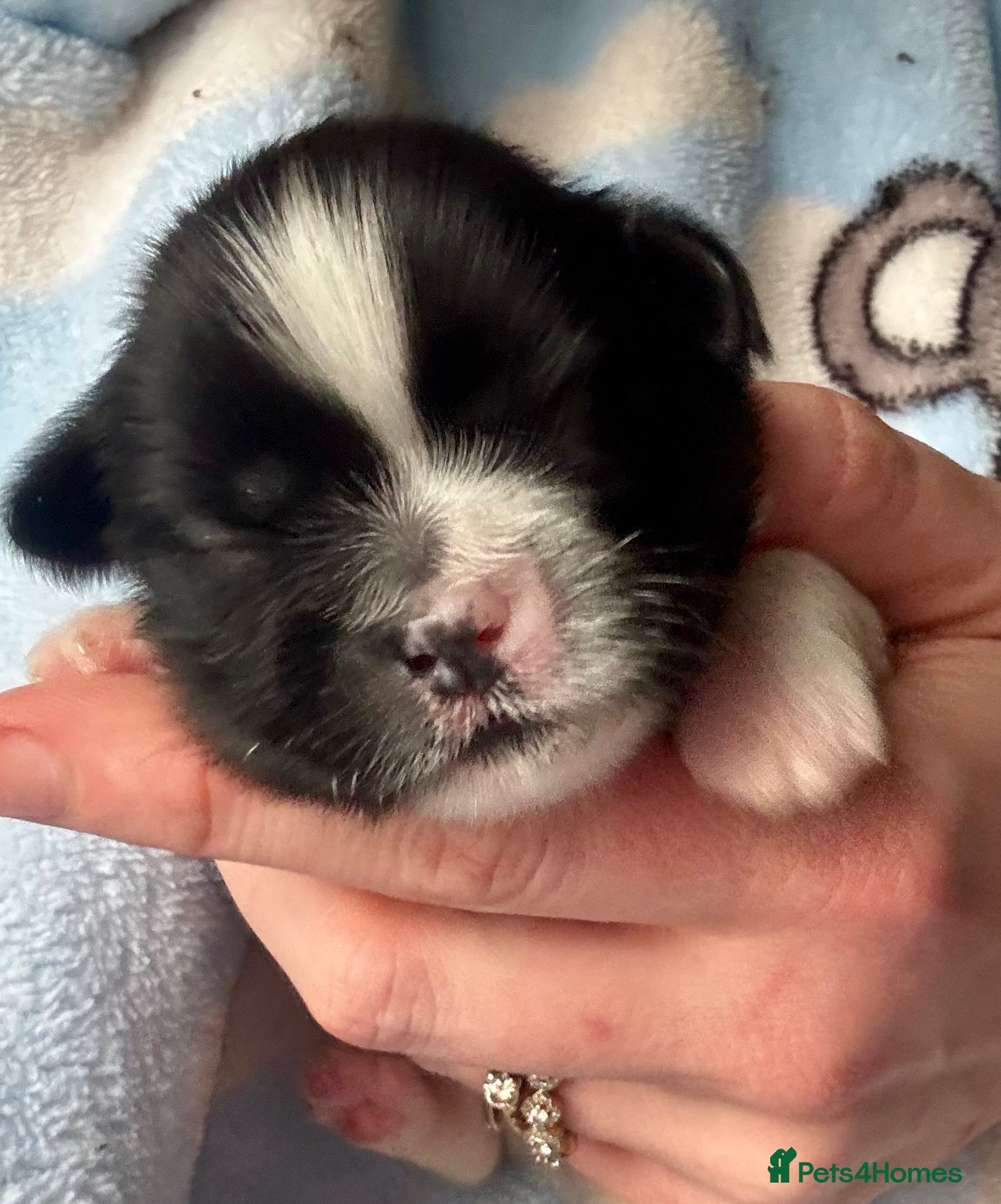 Lhasa Apso dogs KC registered pups - show quality!! - Advert 1