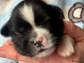 Lhasa Apso dogs KC registered pups - show quality!! - Advert 1