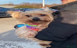 Yorkshire Terrier dogs for stud: 5.1 kg Yorkshire Terrier Stud - Image 6