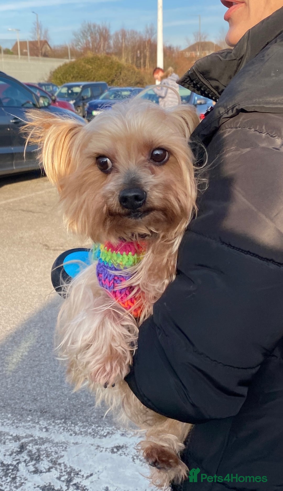 Yorkshire Terrier dogs for stud: 5.1 kg Yorkshire Terrier Stud - Image 6