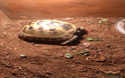 Hermann Tortoise reptiles for sale: Hermans tortoise  - Image 5