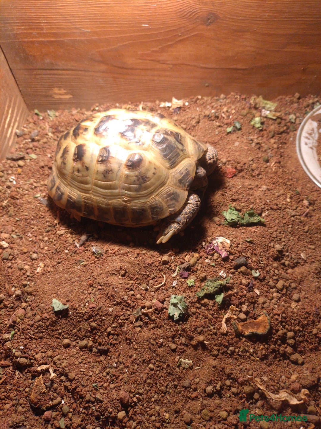 Hermann Tortoise reptiles for sale: Hermans tortoise  - Image 5