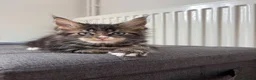 Maine Coon cats for sale: TICA Registered Maine Coon Kittens. Reserve please - Advert 17