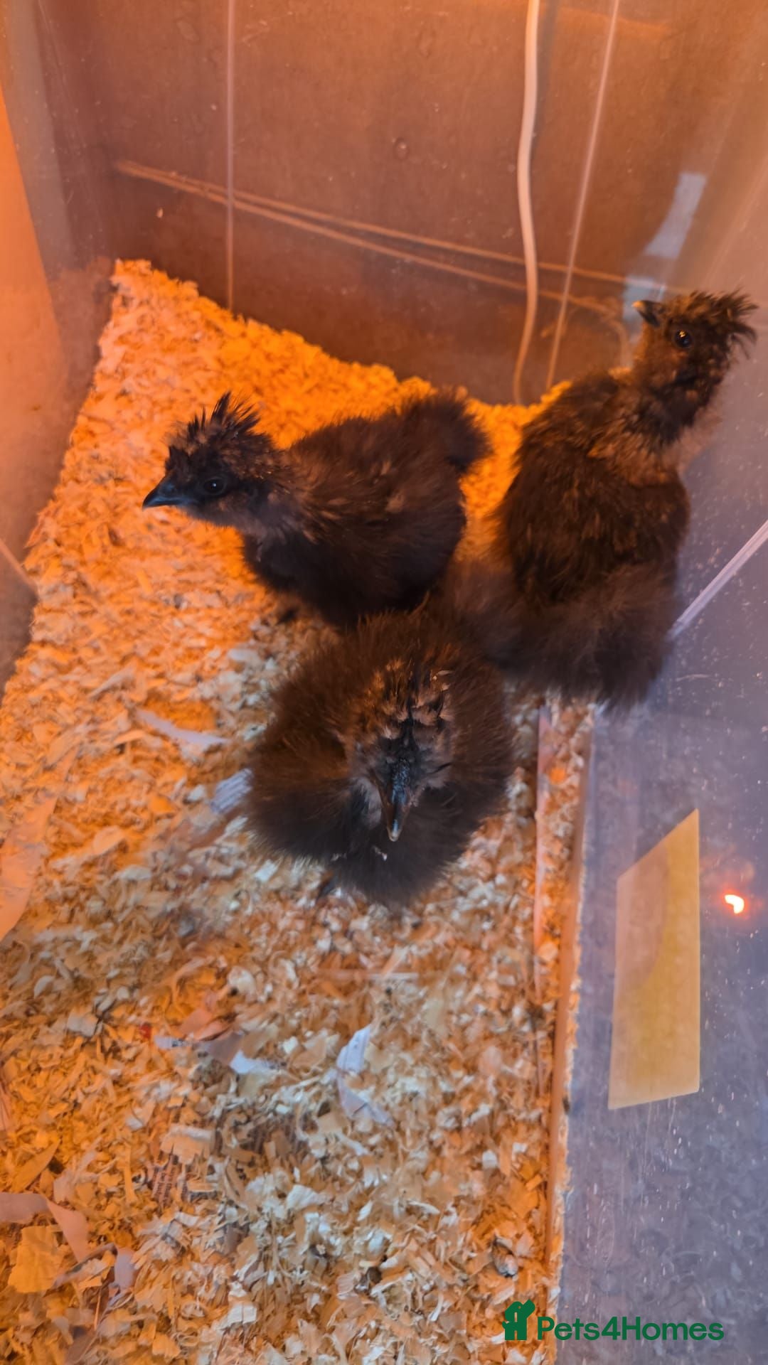 Chickens poultry Silkie chicks  - Advert 1