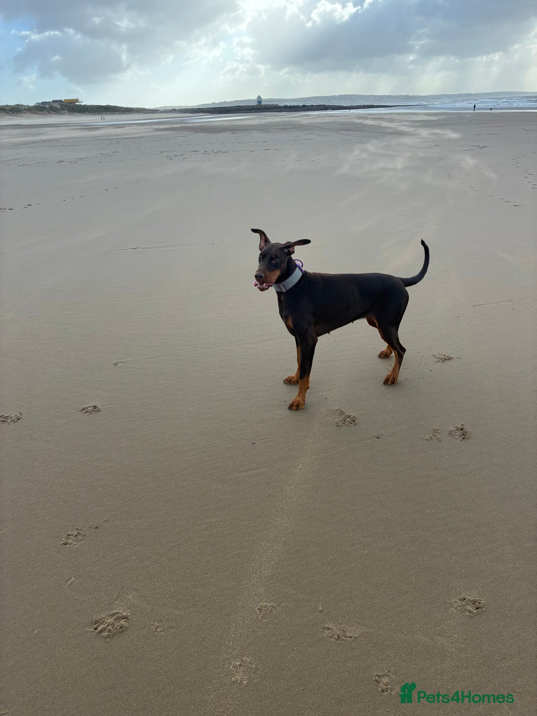 Dobermann dogs for sale: Doberman - Image 3