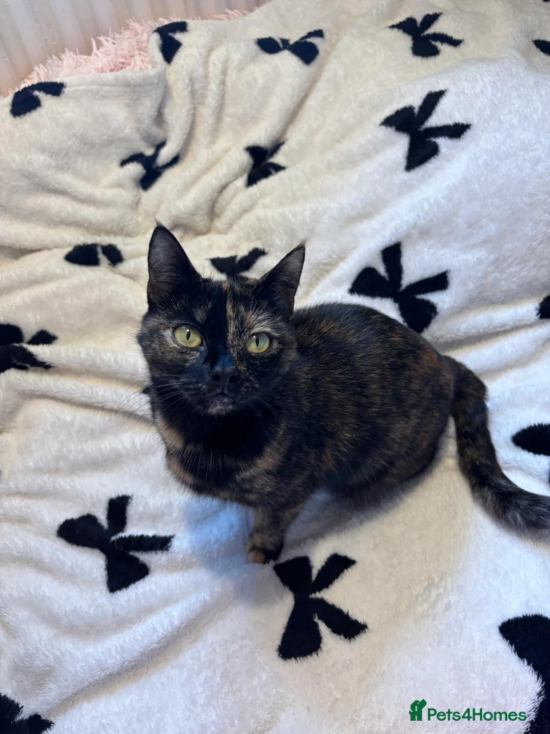 Domestic Shorthair cats for sale: kitties looking for a home ! - Advert 2