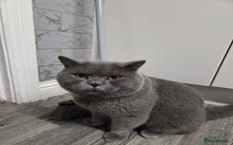 British Shorthair cats for stud: British blu male for stud - Advert 1