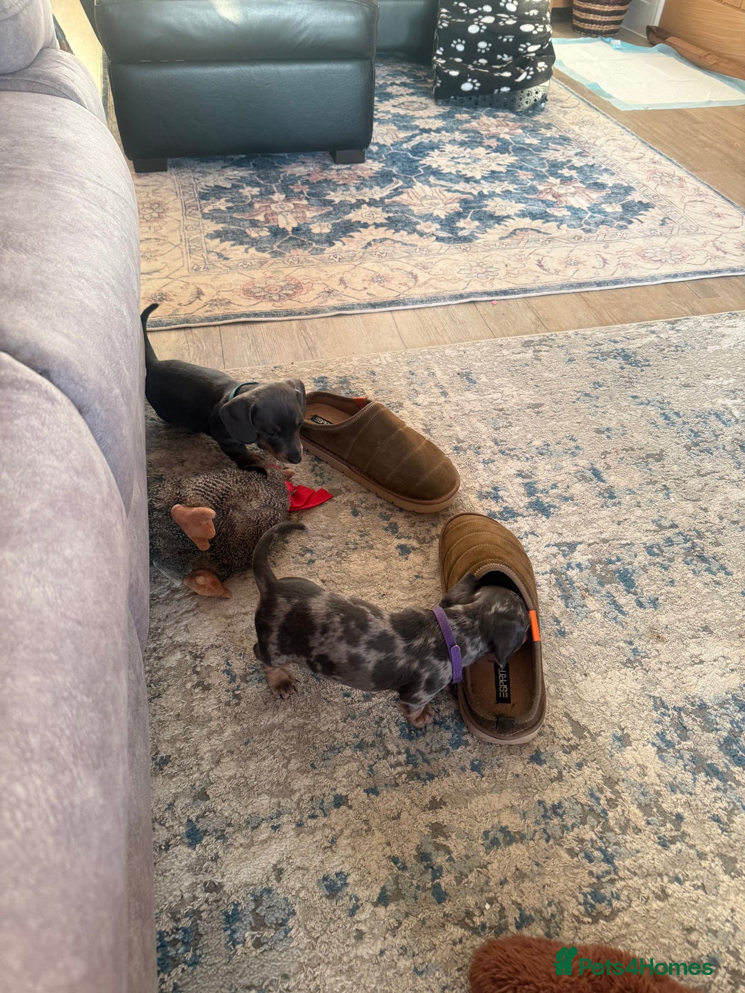 Miniature Dachshund dogs for sale: Miniature Daschund puppies - Advert 18