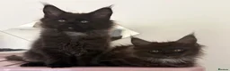 Maine Coon cats for sale: READY NOW🐾STUNNING GCCF REGISTERED MC KITTENS🐾 - Advert 5