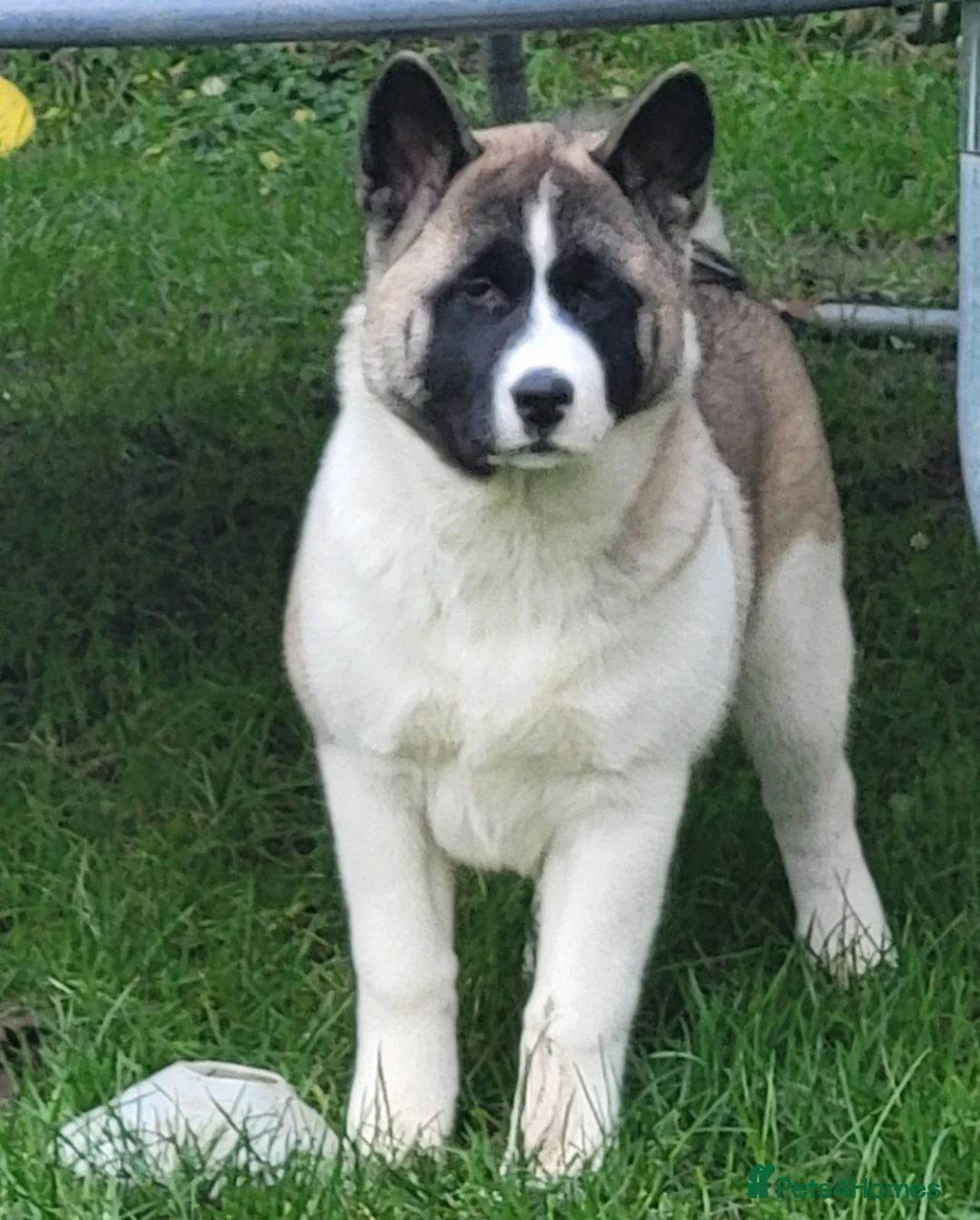 Akita dogs for sale: Female Akita (Brie) - Advert 8