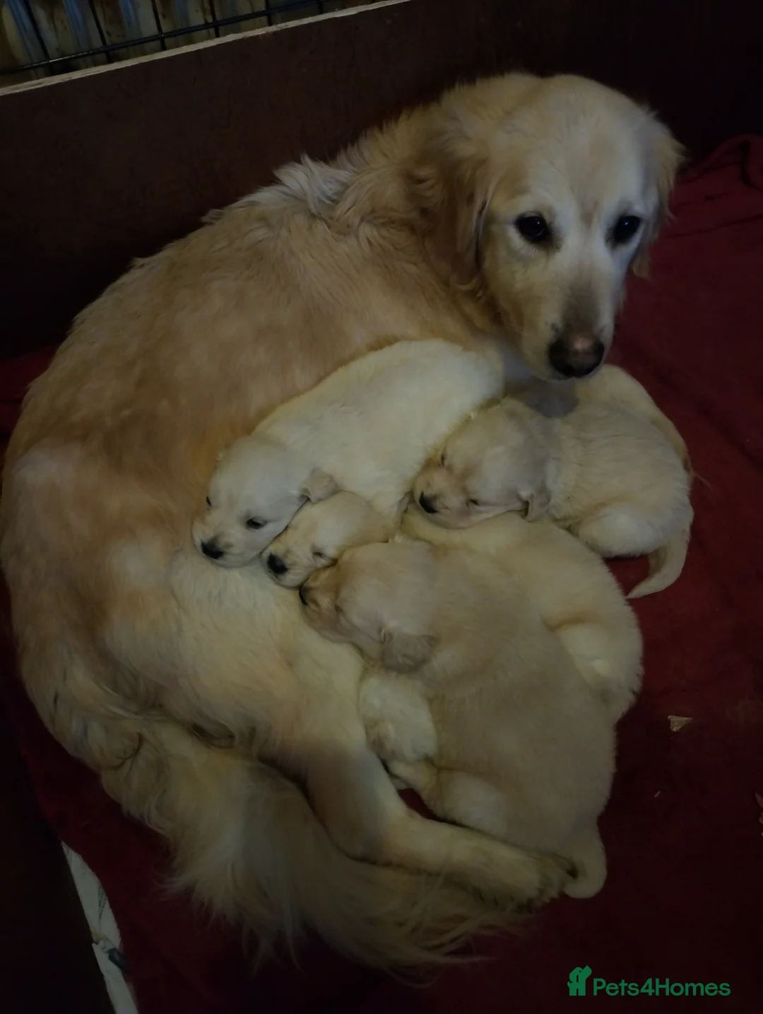 Golden Retriever dogs for sale: Golden retriever pups for sale  - Advert 2