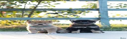 Japanese Shiba Inu dogs for sale: Outstanding original Japanese Shiba Inu puppies  - Advert 23