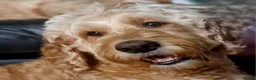 Labradoodle dogs for sale: Multigenerational labradoodle puppies - Advert 11