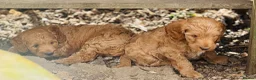 Cockapoo dogs for sale: Teddybears - Advert 4