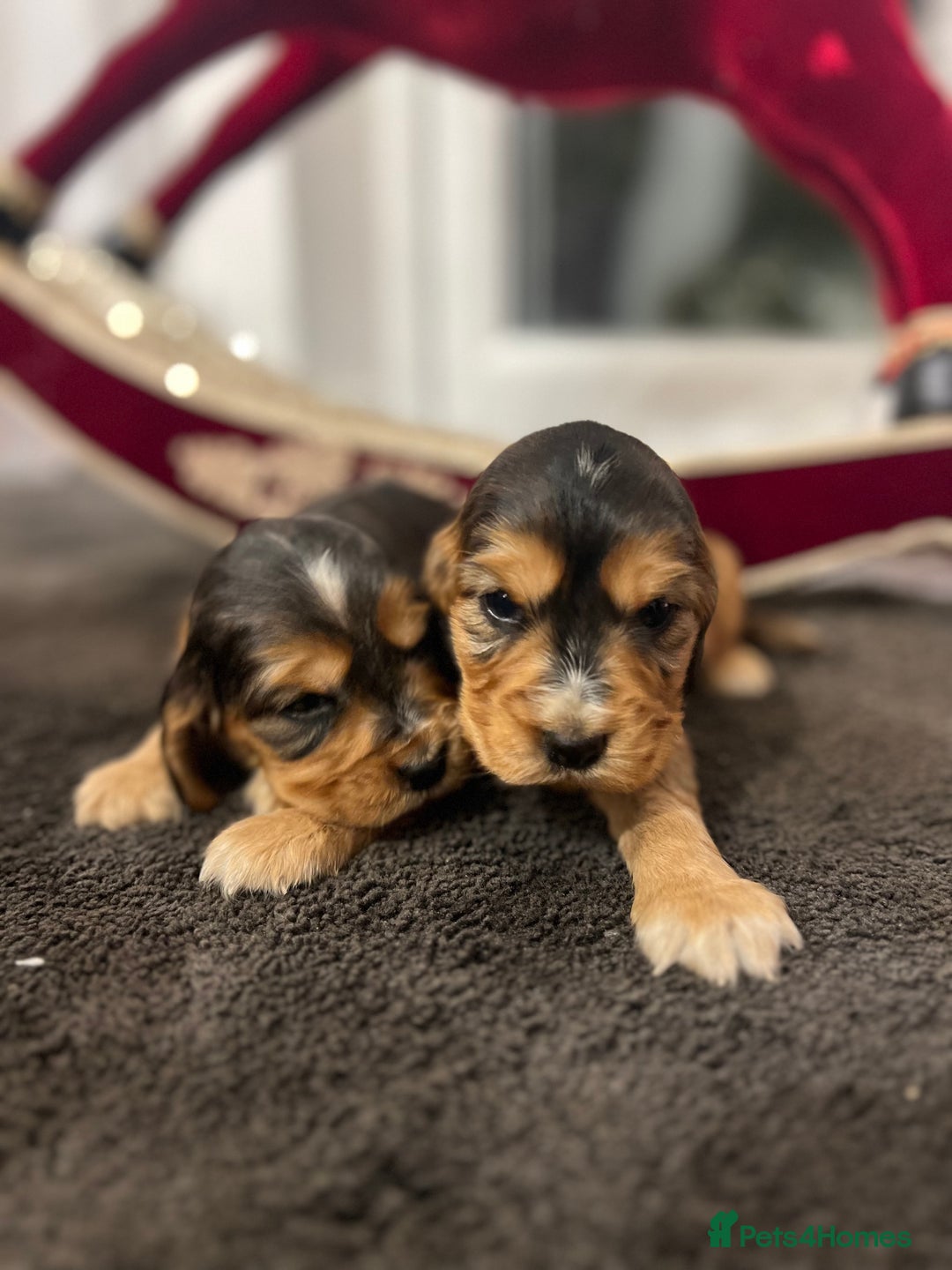 Cocker Spaniel dogs for sale: Show type Cocker spaniel puppies  - Advert 9