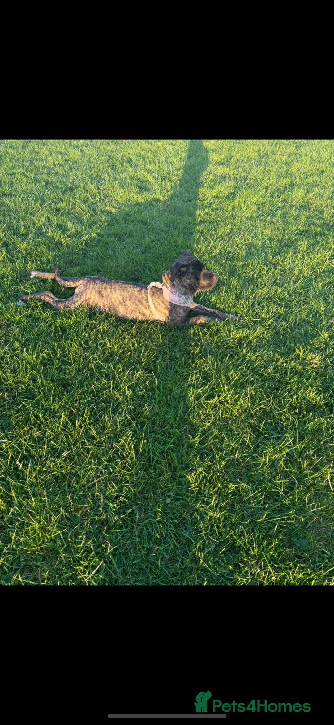 Mixed Breed dogs for sale: This is nova - Advert 9