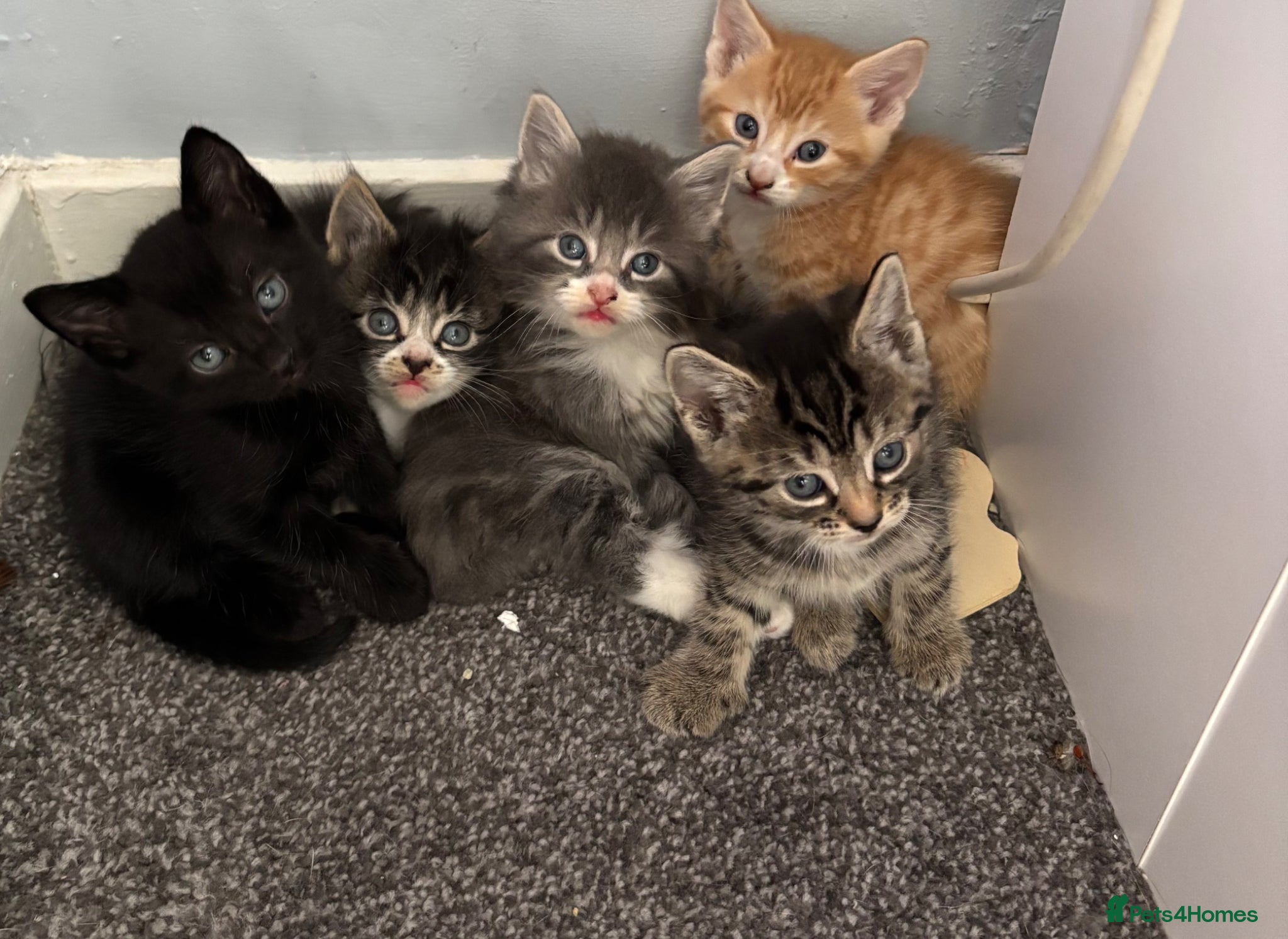 Mixed Breed cats for sale: Kittens - Advert 1