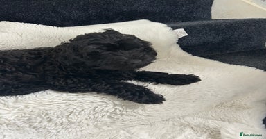 Cockapoo dogs - Advert 3