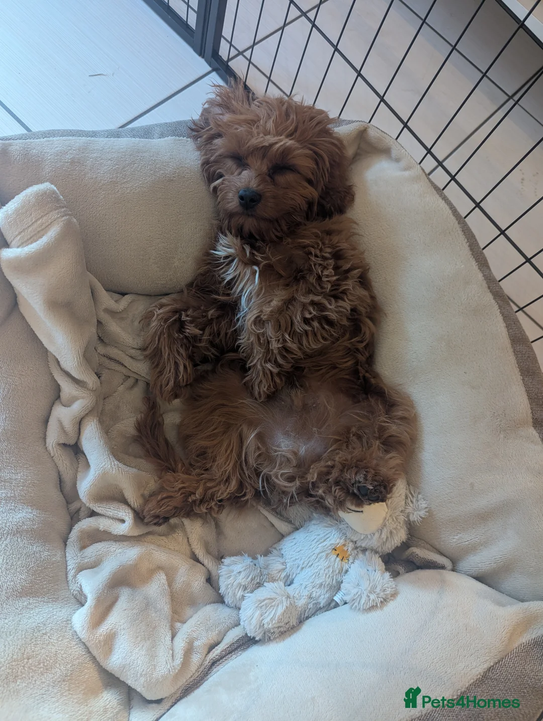 Cavapoo dogs for sale: Red F1 Cavapoo - Advert 7